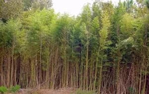 A dense stand of bamboo on a residential boundary