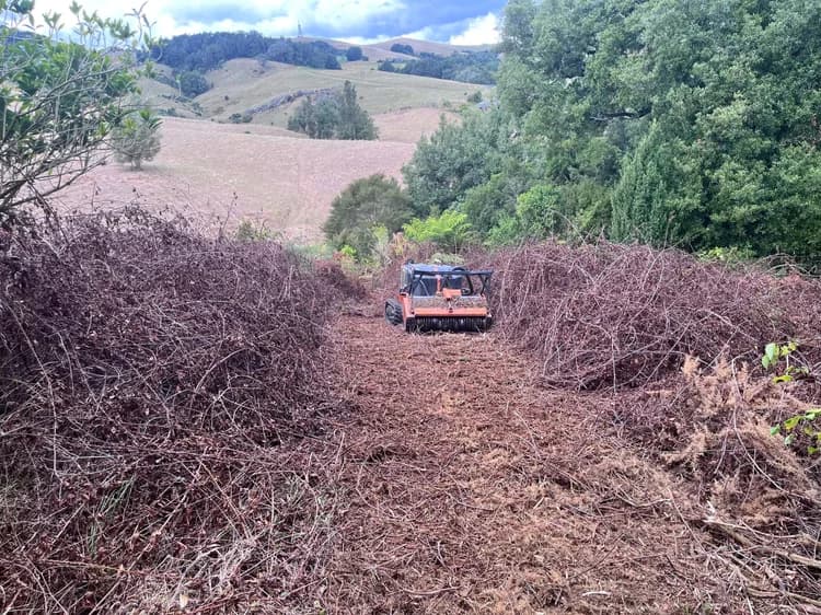 Dense blackberry thicket before clearing