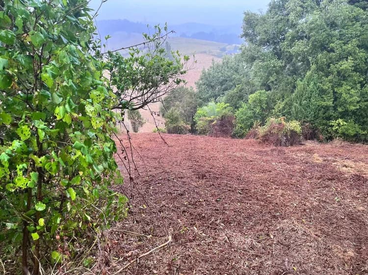 The same ground cleared to an open mulched finish