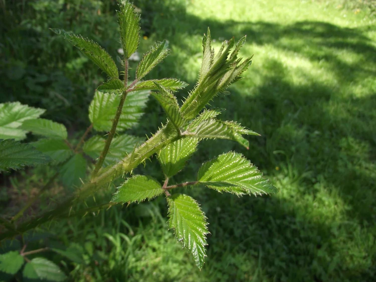 A thorny blackberry cane with fresh serrated leaves