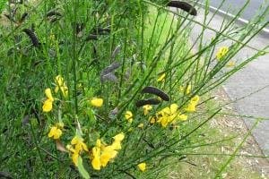 Scotch broom in flower, showing yellow pea-shaped flowers on slender green stems