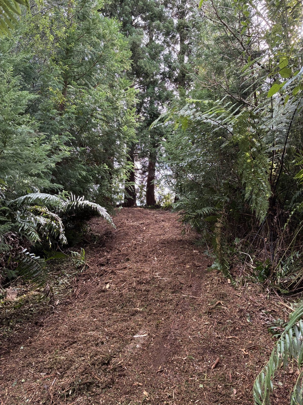 A clean mulched track opened through native bush