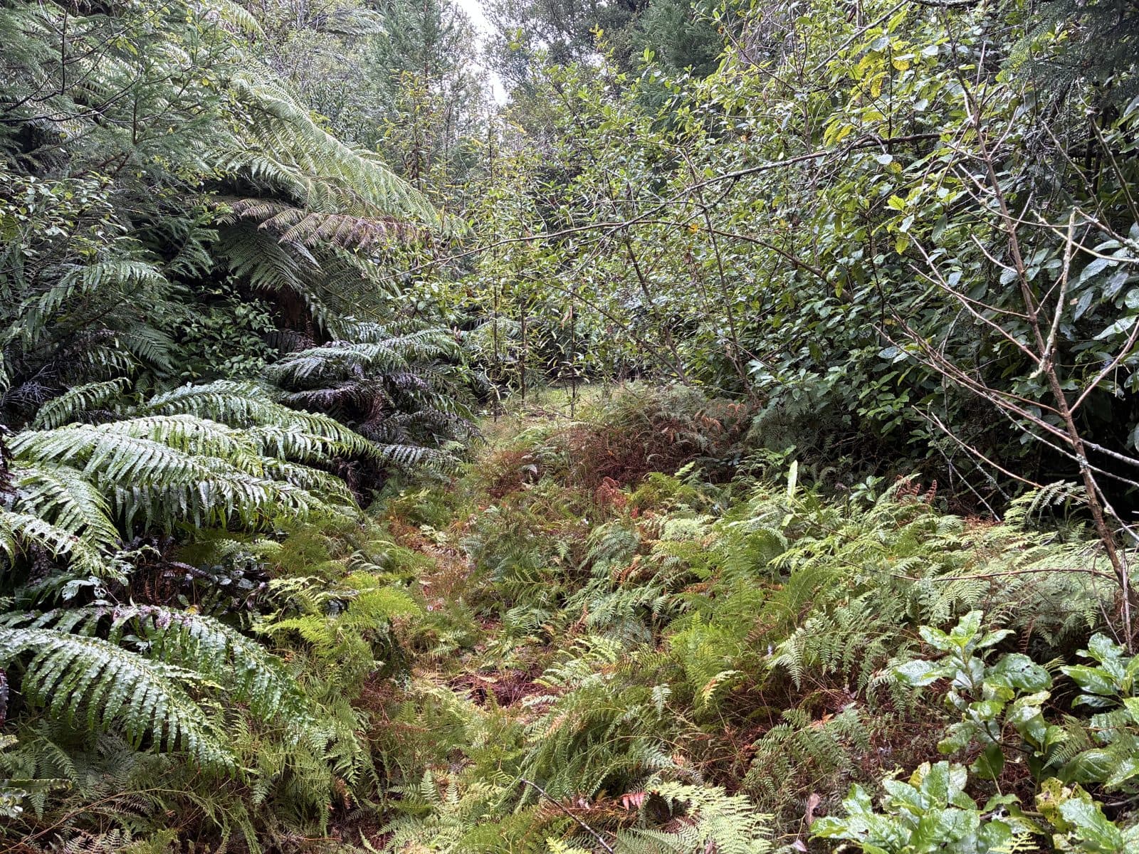 Overgrown bush track choked with ferns and regrowth