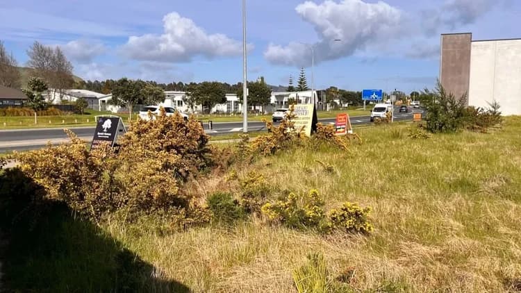Dense gorse covering a commercial site at Papamoa before clearing