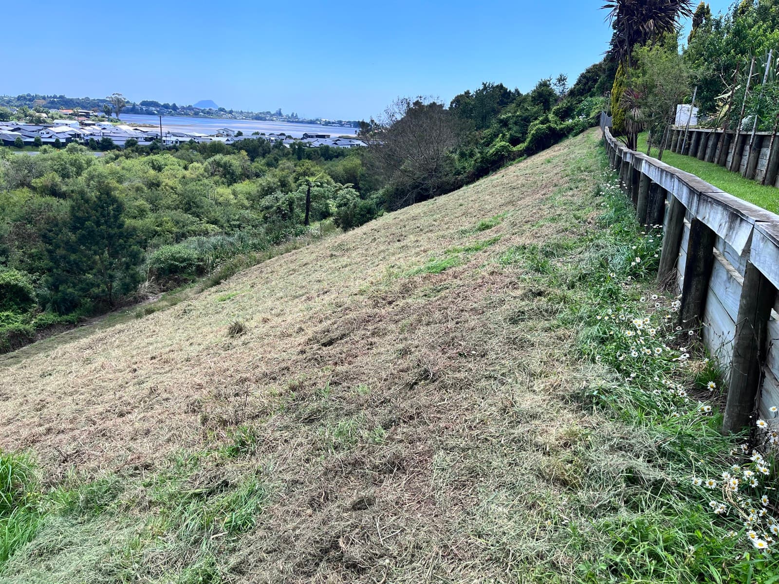 A lifestyle block embankment cleared back to a clean mulch layer