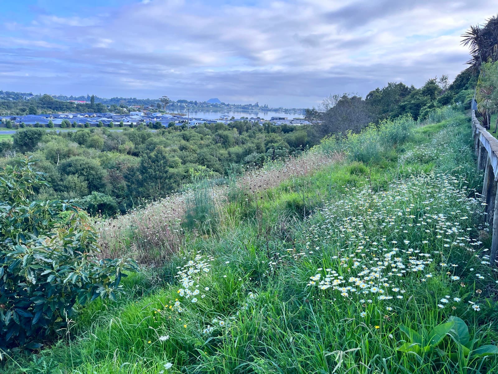 A steep embankment overgrown with rank grass and flowering weeds