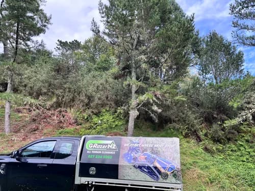 Dense undergrowth on steep forestry terrain