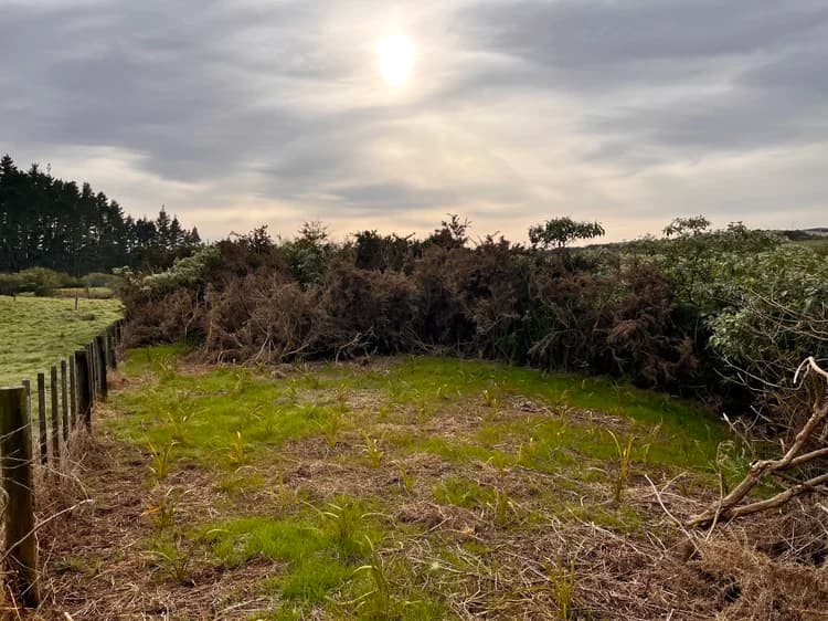 Steep Auckland ground under heavy gorse before clearing