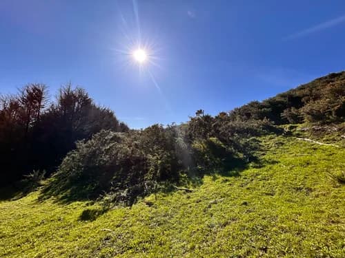 A steep face completely covered in dense mature gorse