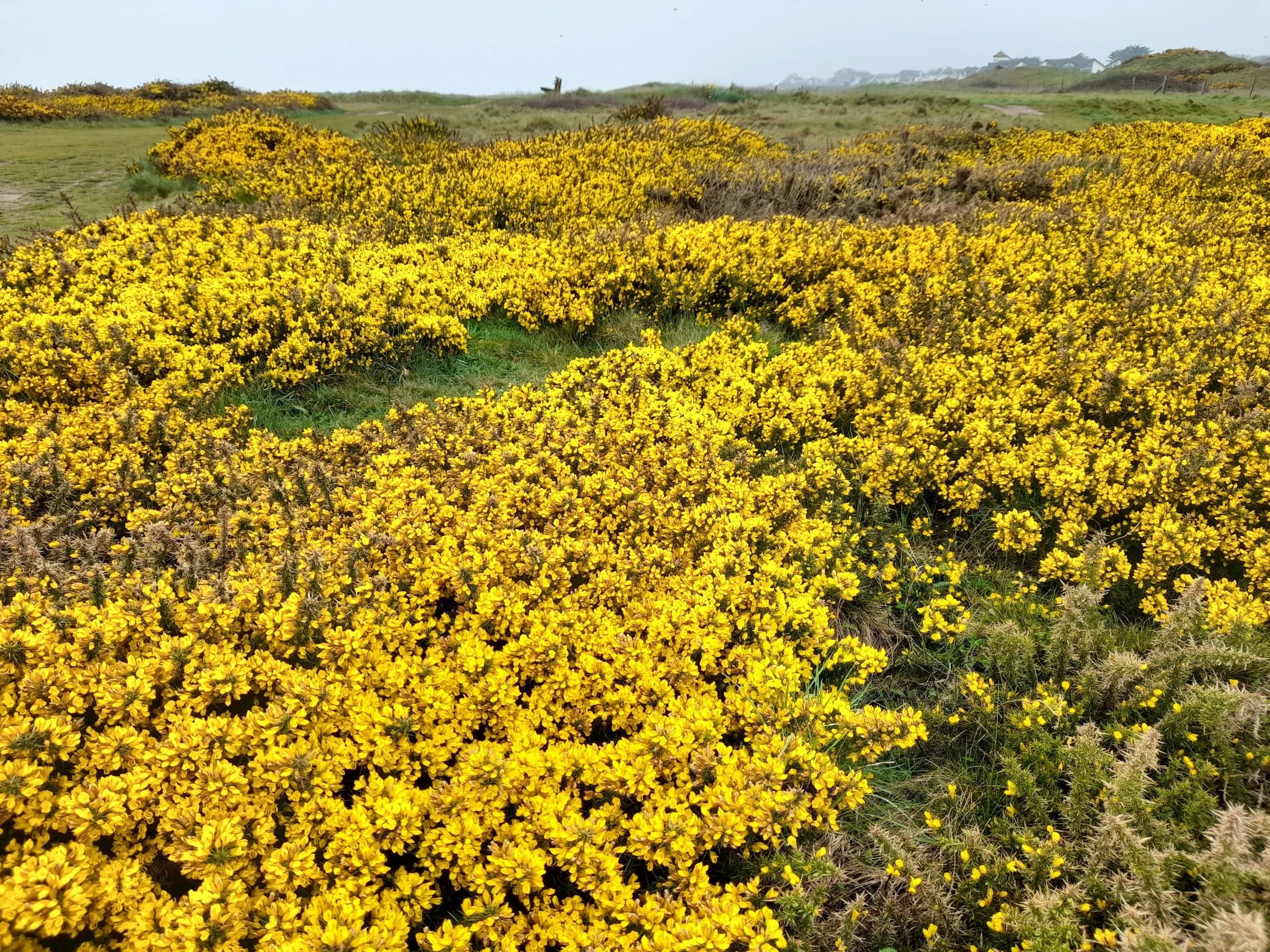 A hillside covered in flowering gorse before mechanical clearing
