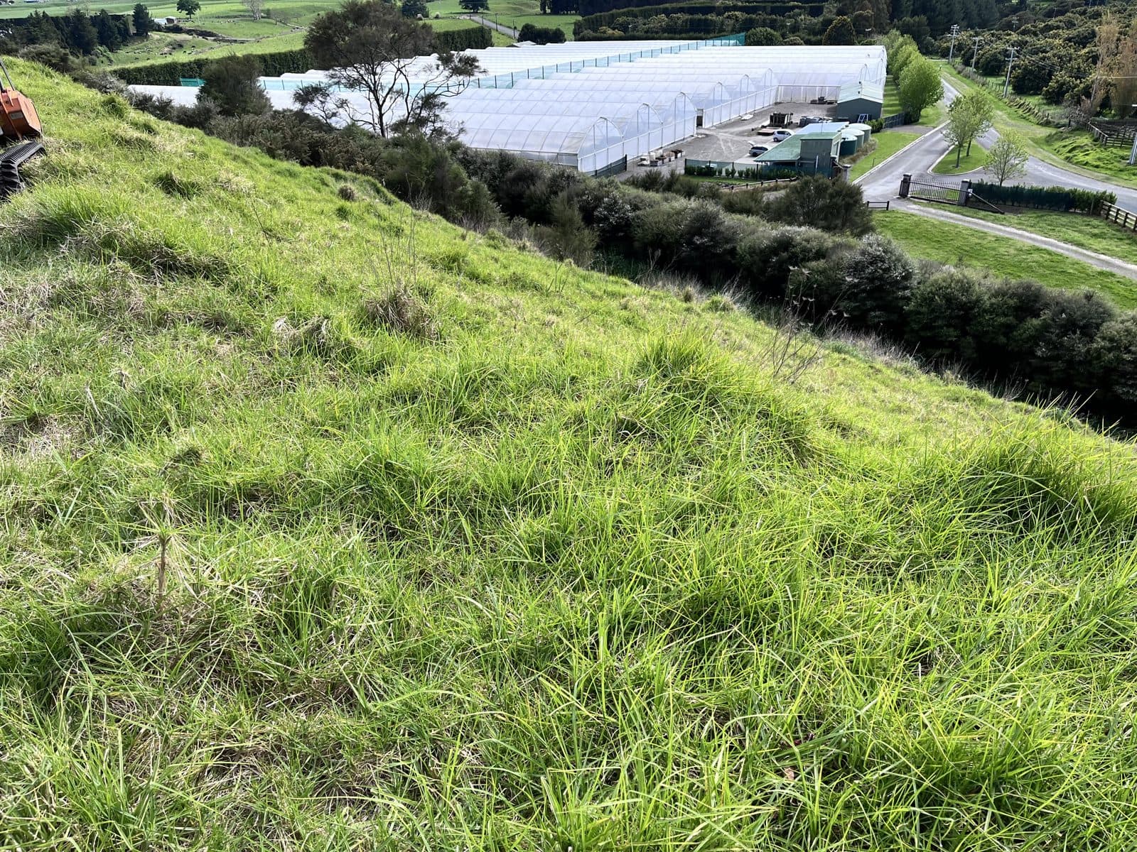 A steep commercial batter in rank kikuyu before mulching