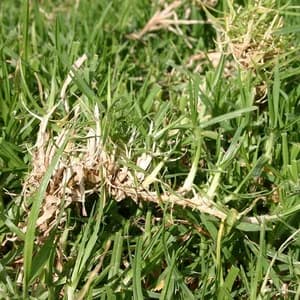 Rank kikuyu growth being cut back by GRazer NZ