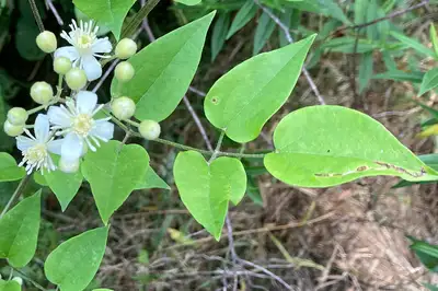 Old man's beard climber with creamy-white flowers and five-leaflet leaves on twining stems