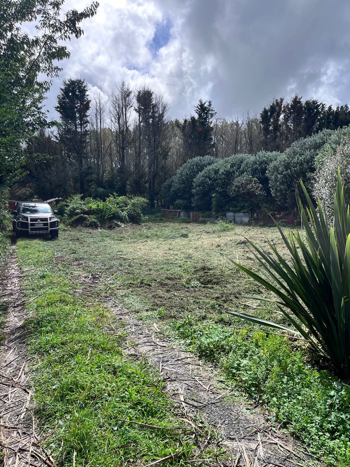 A driveway reopened to full vehicle width after clearing back heavy bamboo and scrub