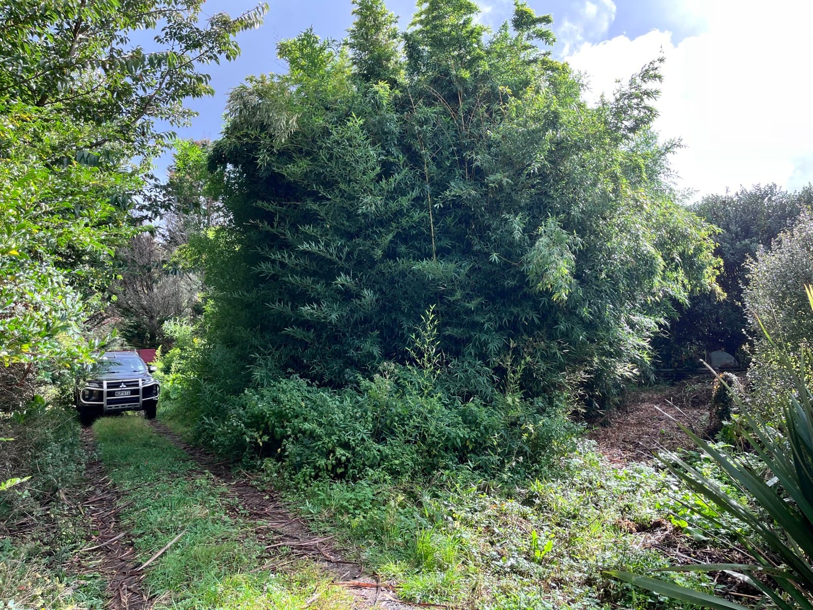 A driveway blocked by a wall of overgrown bamboo, only a single vehicle track left