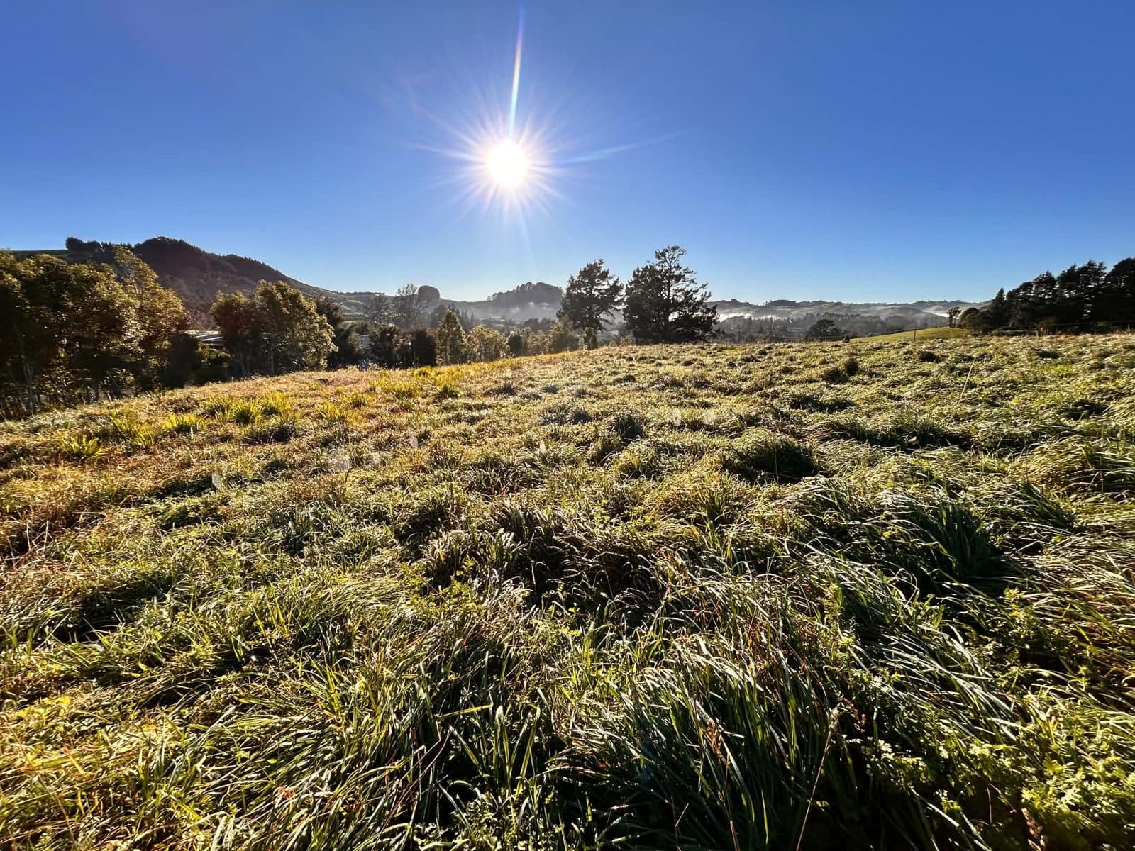 Rank seeded-out pasture before topping