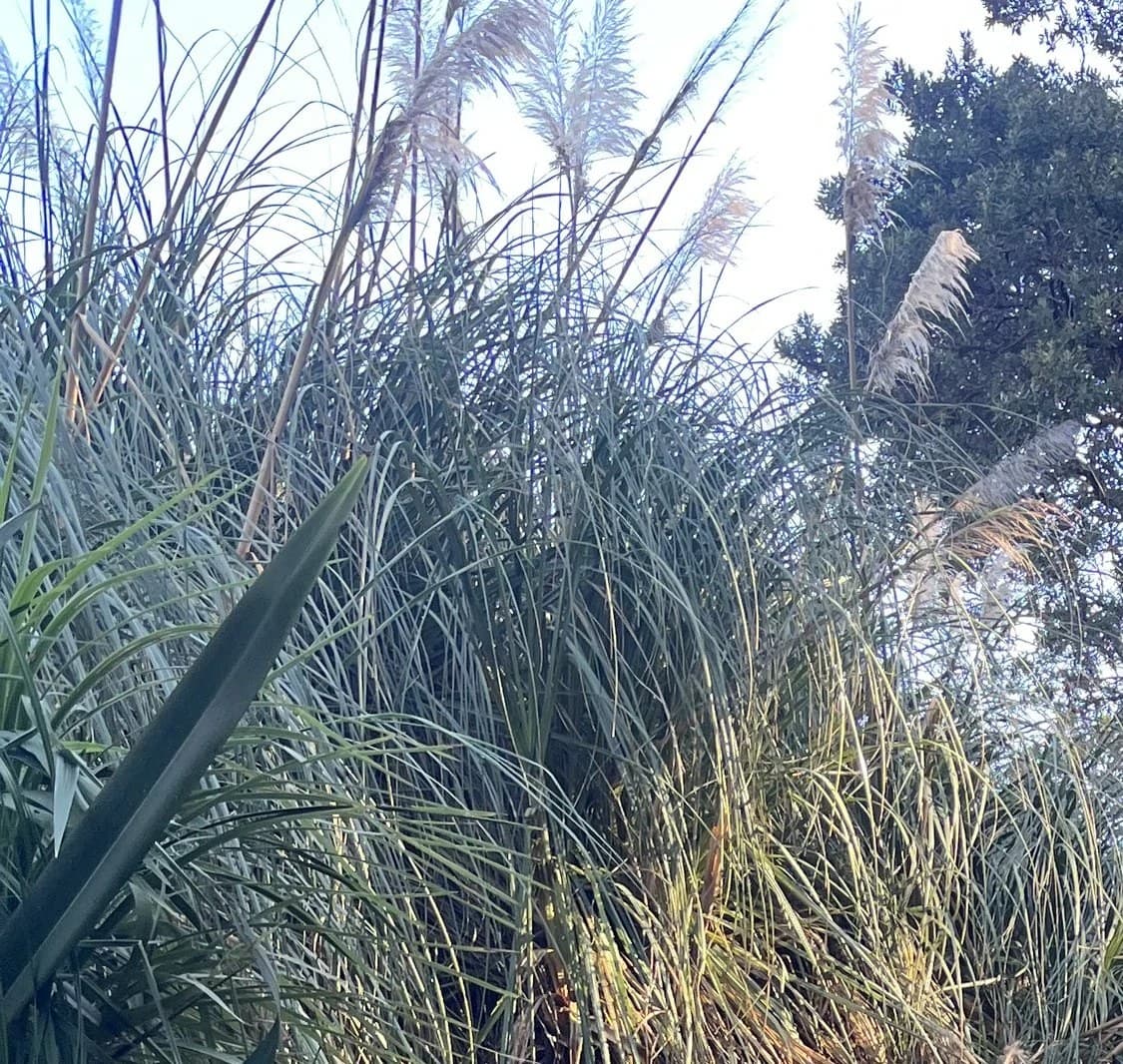 A dense pampas grass clump with tall white flower plumes