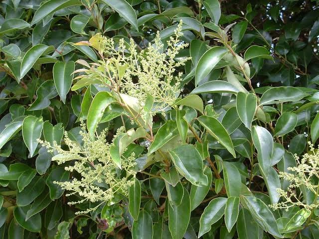 Privet foliage with glossy dark green leaves and clusters of small white flowers