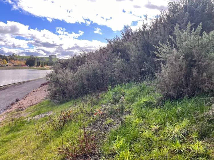 Gorse-covered riverside batters before clearing