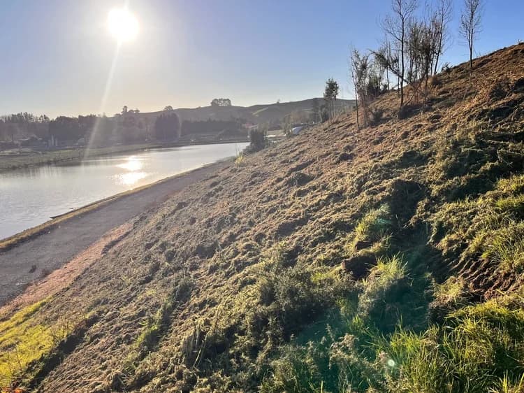 Riverside batter cleared of pest plants, ready for planting