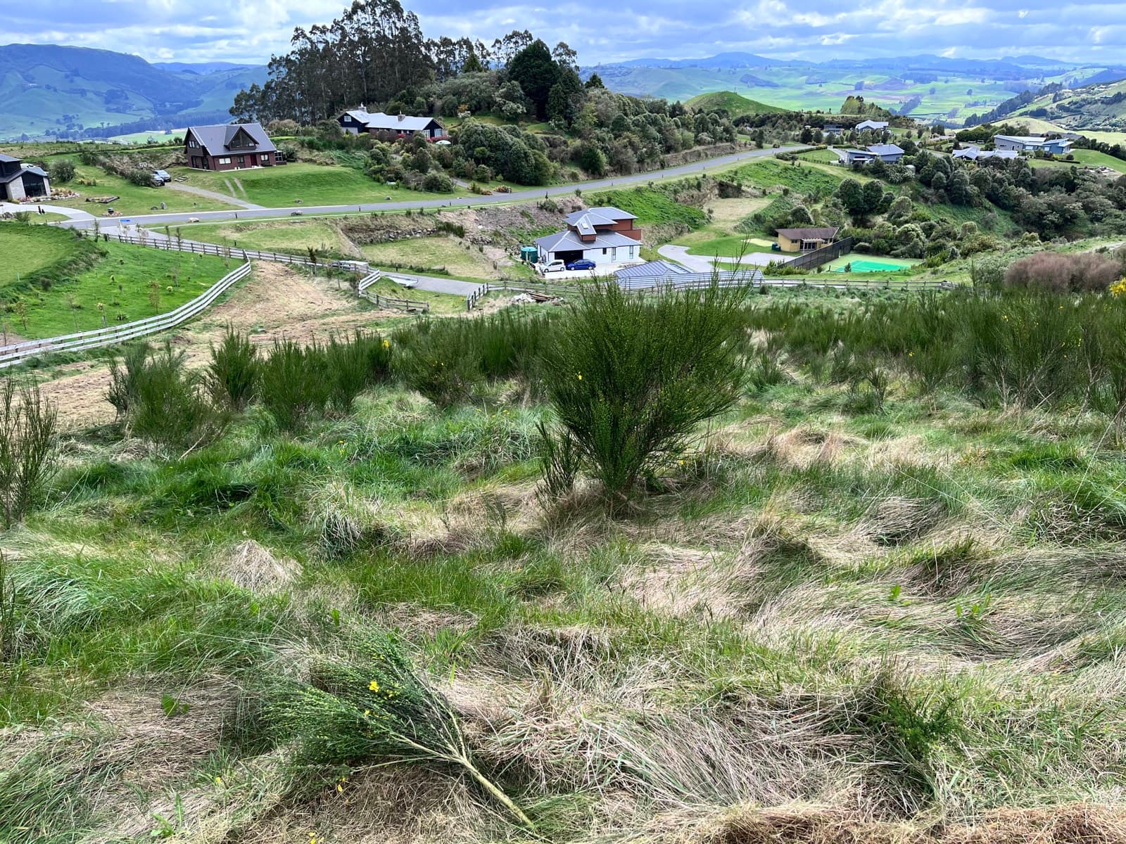A lifestyle-block section overgrown with rank grass and broom