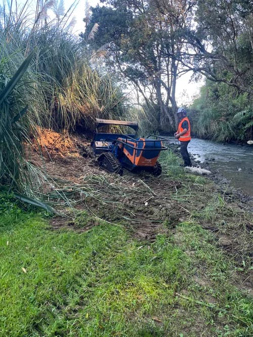 Pampas and rank growth cleared along a shelterbelt line