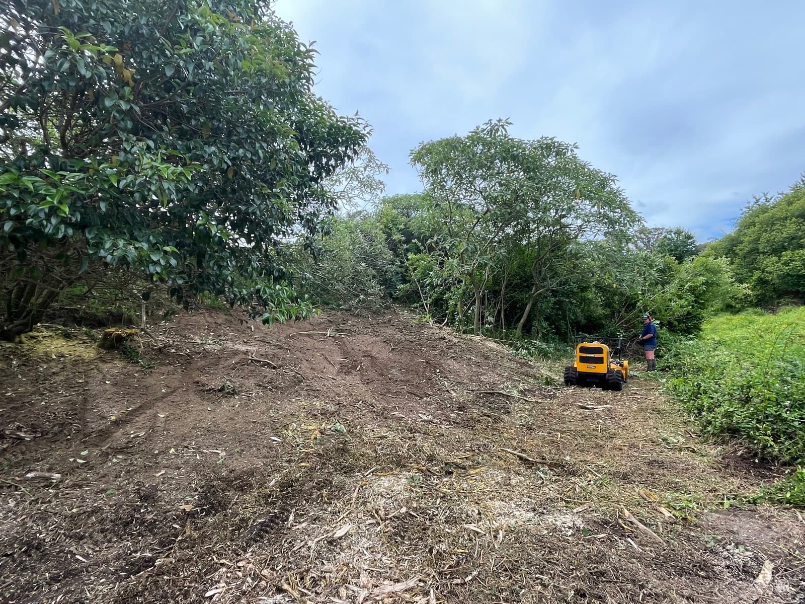 The same strip mulched back to open ground by a remote-controlled machine