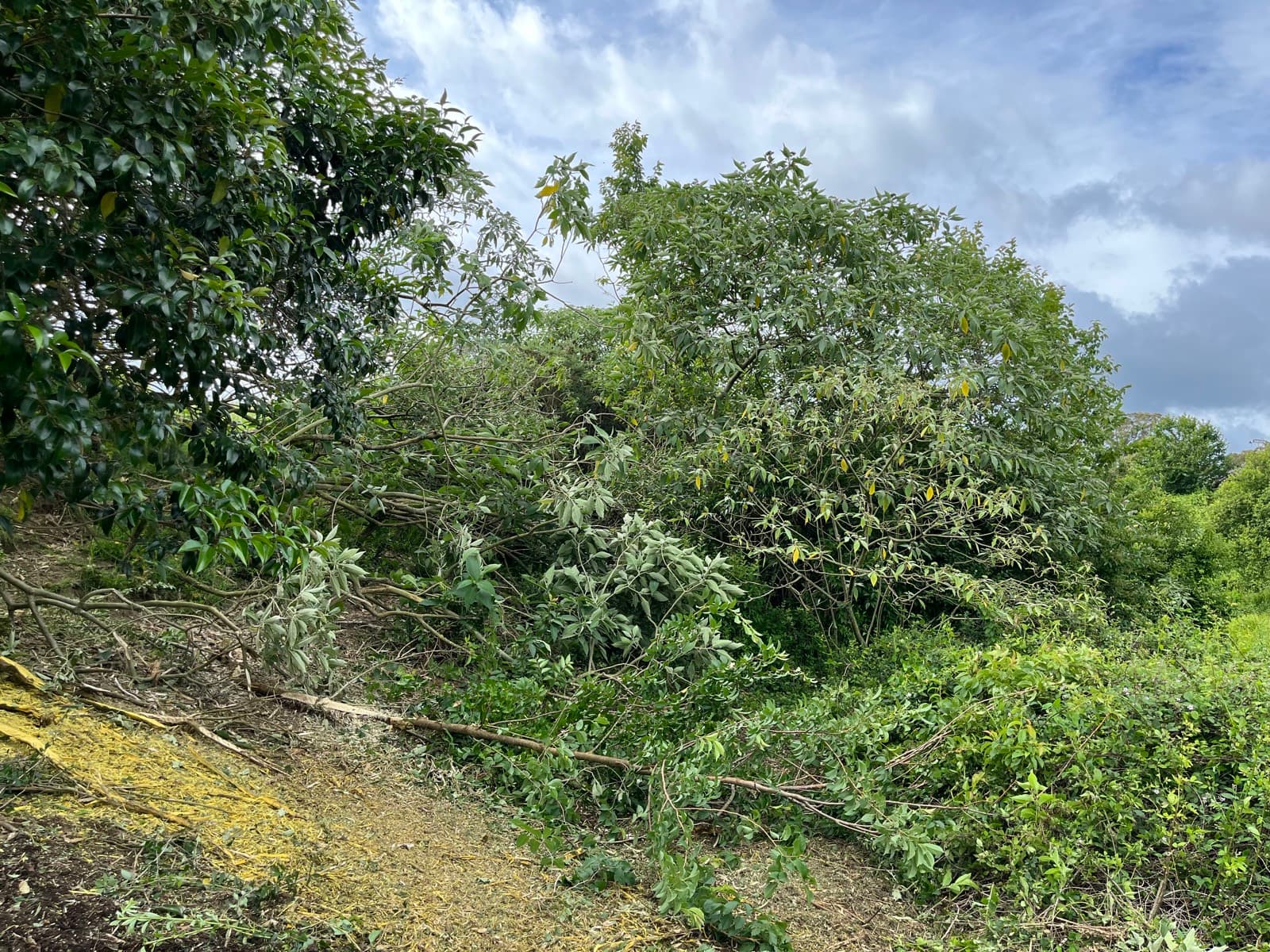 A dense band of scrub and woody regrowth along a tree line