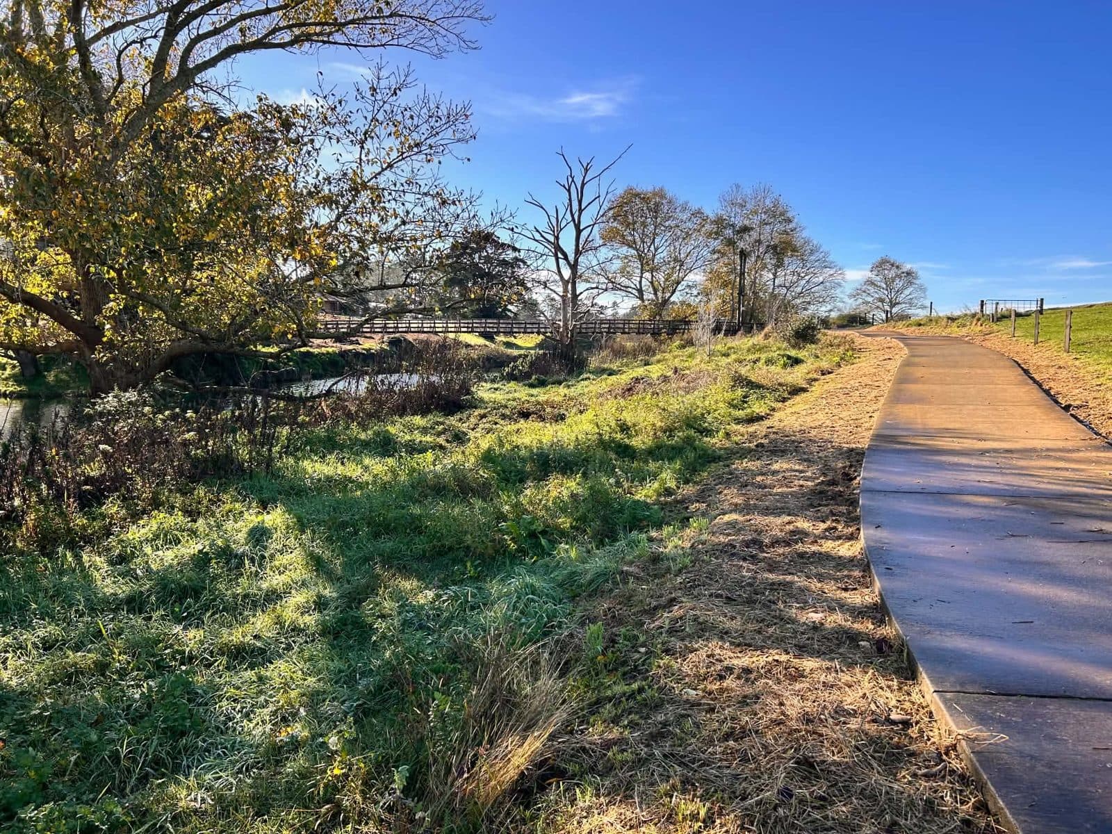 Rank growth crowding a riverside walkway at a Waikino council site