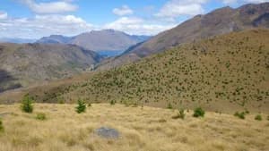 Wilding pine seedlings spreading across open North Island country