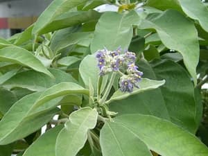 Woolly nightshade growing in dense stands on a North Island block